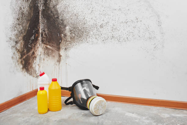 Best DIY Mold Remediation Support Services in Blackwells Mills, NJ