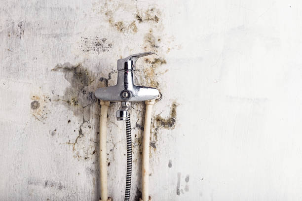 Best Residential Mold Remediation in Blackwells Mills, NJ