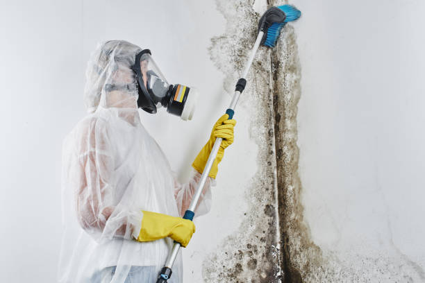 Best White Mold Remediation in Blackwells Mills, NJ