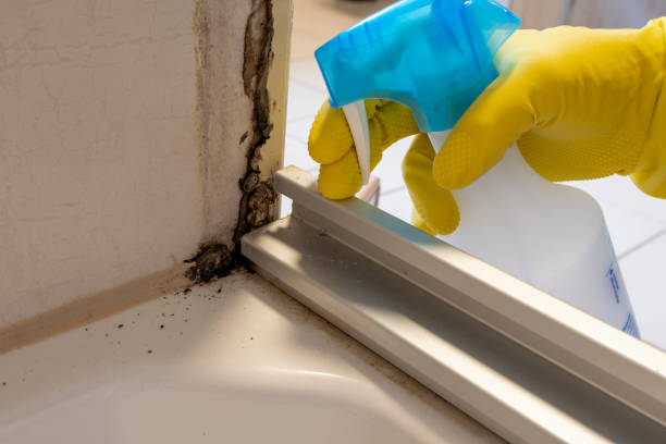Best Commercial Mold Remediation in Blackwells Mills, NJ