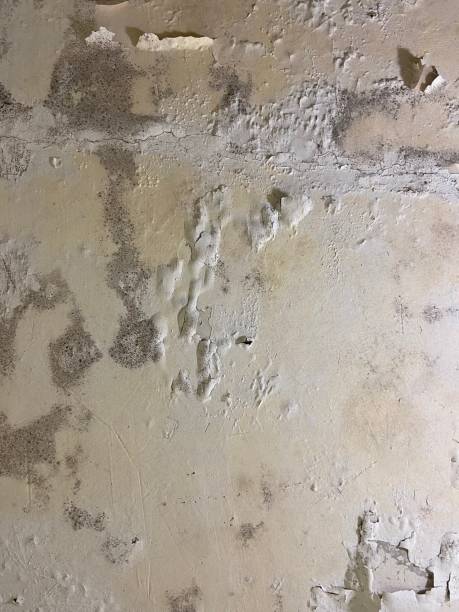 Best Black Mold Remediation in Blackwells Mills, NJ