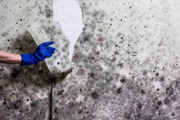 Best Health and Safety Mold Remediation in Blackwells Mills, NJ